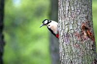 Dzięcioł (2005 r.)